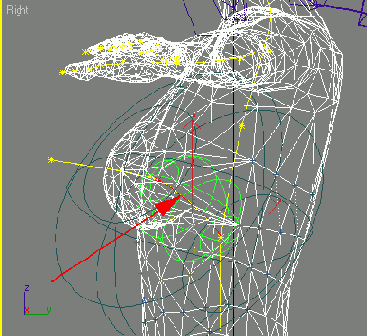          breast